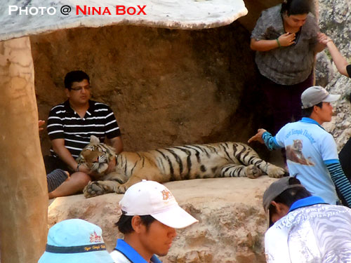 tiger-on-the-lap-at-tiger-temple