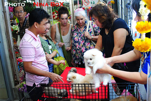 little-dogs-in-chatuchak-market